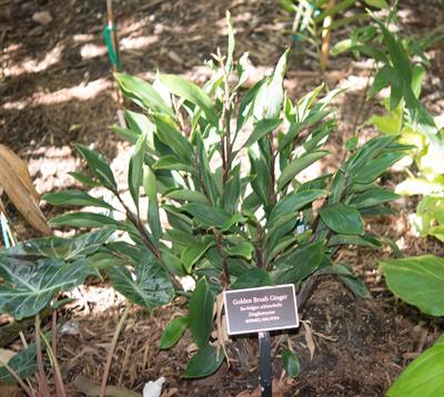 از خانواده Zingiberaceae